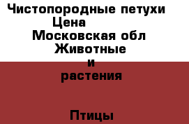 Чистопородные петухи  › Цена ­ 1 500 - Московская обл. Животные и растения » Птицы   